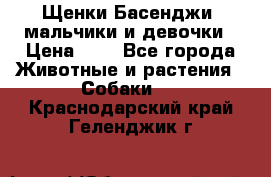 Щенки Басенджи ,мальчики и девочки › Цена ­ 1 - Все города Животные и растения » Собаки   . Краснодарский край,Геленджик г.